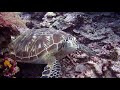 绿海龟 green turtle at palau 帕劳 潜水 帛琉