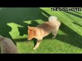 ポメラニアン　みそくん　【pomeranian】