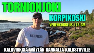 TORNIONJOKI - KORPIKOSKI 123 CM VEDELLÄ ( Kioskin edustan pohjanmuotoja - Lohenkalastus Rannalta )