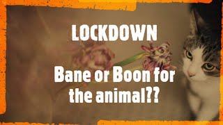 Lockdown: Bane or Boon for the animals?