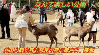 なんて楽しい公園🦌外国人観光客も奈良の鹿に癒され、感激🫎 | 奈良日本ウォーキングツアー | nara Park ❤️