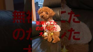 聞こえていない訳では無かったという事がバレた犬🐶✨ #トイプードル #toypoodle #cute