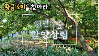 함양 상림숲 / 천년의 숲, 함양상림공원 / 최치원, 황금호미, 함양여행 필수코스