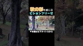 【ビションフリーゼ】秋の彩りがキレイな公園を愛犬と散策してみた