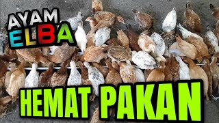 Ayam ELBA | Hati-Hati Saat Merubah Komposisi Pakan.