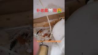 补老鼠🐭洞🤮来自士嘉堡