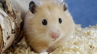 ზაზუნა  HAMSTER ХОМЯЧКИ