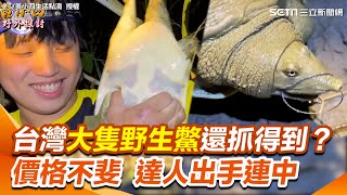 野生鱉價格不斐怎麼釣？達人出手連中 網喊：技術太強｜三立新聞網 SETN.com