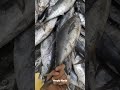 Ikan Tongkol Abu Ukuran 1 Kg Up Hasil Tangkapan Nelayan Karangsong Indramayu | Baby Tuna #shorts