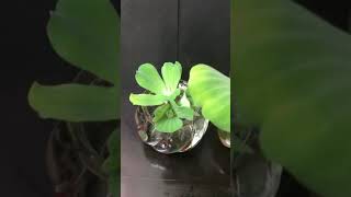 Mini aquarium fish water grass 迷你魚缸 連魚 水草 浮萍 可自行配搭 玻璃瓶 膠瓶