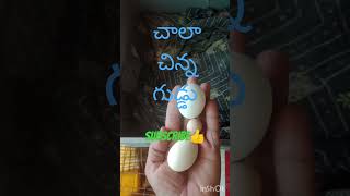 వింత గుడ్డు #bhimavaram #rooster #birds గుడివాడ ప్రభాకర్ #రంగాపురం రత్తయ్య గారు February 13, 2025