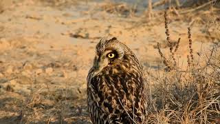 Short-eared Owl Head Turning 360 Degree