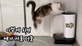 The cat that hits the food dispenser for more food