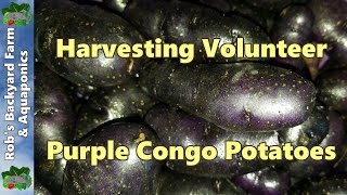 Harvesting Purple Congo Potatoes and Turmeric from the Poly culture Wicking Bed