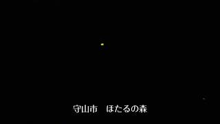 【滋賀県守山市】幻想的な蛍の光【ほたるの森】