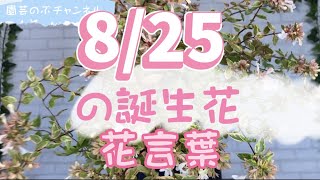 8/25の誕生花と花言葉【園芸のぶチャンネル】【８月】【２５日】【ガーデニング】【雑学】【トリビア】【アベリア】