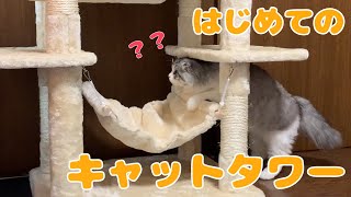 もふ猫に初めてのキャットタワーをプレゼントしたら反応が可愛すぎた…！！