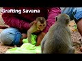 Top stress of Monkey Savana every take her grafting group/She still confuse that human is her family