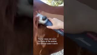 Satisfying Horse Grooming Galore #compilation #satisfying #trimming #relaxing #2023