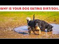 My dog is eating dirt, why? Dog eats soil | Dog eats dirt