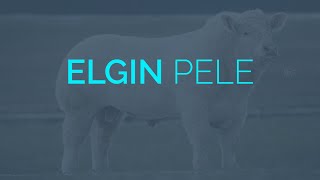 ELGIN PELE - CHAROLAIS BULL