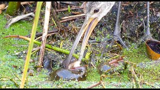 LIMPKIN EATING APPLE SNAIL