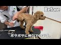 【トイプードル】ルイくんトリミング［兵庫ペット医療センター 尼崎本院］happy dog glooming