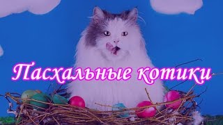 ПАСХАЛЬНЫЕ КОТИКИ  ФОТОПОДБОРКА КОТИКОВ  EASTER CATS