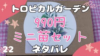 【開封】トロピカルガーデンさん990円ミニ苗セット【多肉植物】