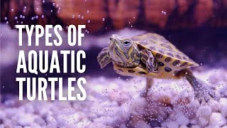 20 Types of Aquatic Turtles for Every Reptile Enthusiast