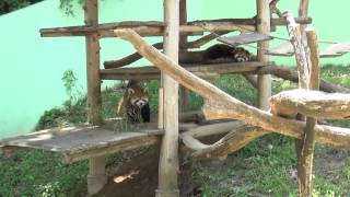 14.05 千葉市動物公園 レッサーパンダのまいみい風菜