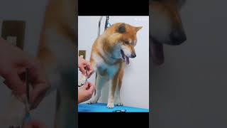 💎柴犬さん💎⁡     Video by colory dogsalon  #dog #青森県