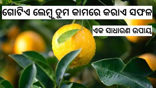 ଦୈନଦିନ କର୍ମ କ୍ଷେତ୍ରରେ ସଫଳ କରାଏ ଗୋଟିଏ ଲେମ୍ବୁ l Lemon Astro remedies l Jyotirbid Gouranga Nayak