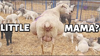 BIG MAMA IS SHRINKING! (sorta.😉) | Spring Lambing 2021 | Vlog 436