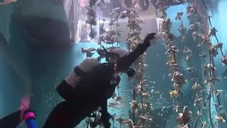 宮島水族館も年越し準備　「カキいかだ水槽」の清掃作業を公開　年末年始も休まず営業