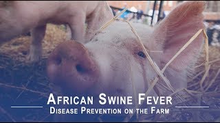 Disease Prevention on the Farm: African Swine Fever