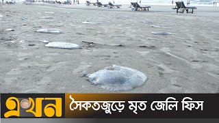 কক্সবাজার সমুদ্র সৈকতে ভেসে আসছে মৃত জেলি ফিস | Jelly fish | cox's bazar Beach | Ekhon TV