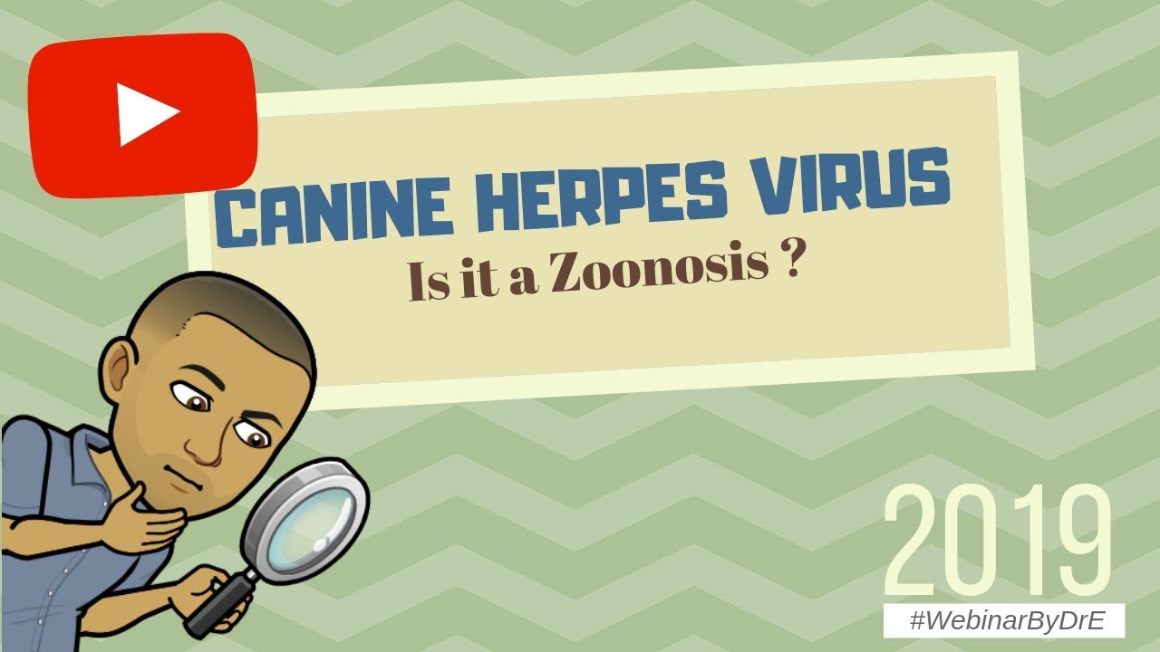 Canine Herpes Virus : Is It A Zoonosis ? (2019) - YouTube