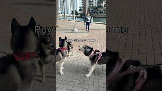 My Husky ARGUES With Other Dogs 👀😳