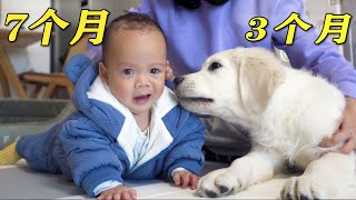 The little golden retriever loves the little baby so much, his enthusiasm is invincible!