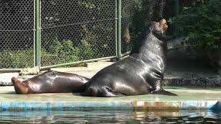 カリフォルニアアシカ (天王寺動物園) 2017年11月3日