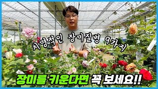 장미계의 사형선고?? 장미 키울때 잘 생기는 질병 9가지 치료와 예방법!!