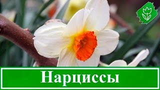 Цветок нарцисс – посадка и уход, выращивание нарцисса и уход после цветения