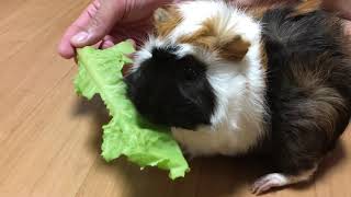 【ASMR】ライちゃんの特技をご紹介♪【モルモット】【プイプイ】Japanese Guinea Pigs eating