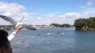 松島餵海鷗 Seagull in Matsushima