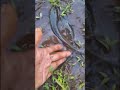 വരാൽ മീനുകളെ തോട്ടിലോട്ട് പറഞ്ഞു വിട്ടപ്പോൾ snakehead fish releasing