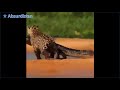 leopard hunts crocodile luipaard jaagt op krokodil Неожиданно И у крокодилов есть враги