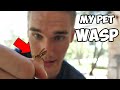 Taming a Wasp Nest - Keeping Wasps as Pets