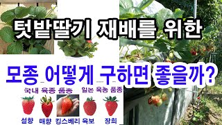 텃밭 딸기 재배를 위한 딸기 모종 어떻게 구하면 좋을까?- 딸기 품종, 딸기 심는 시기, 딸기 모종 구하는 법, 딸기 모종 번식 방법, 런너 키우기, 모종 심기 등