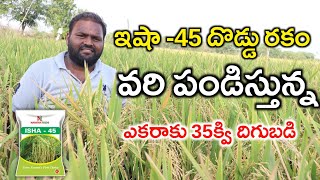 Latest Esha -45 Paddy Crop | అధిక దిగుబడినిచ్చే దొడ్డు రకం ఇషా-45 వరి సాగు | Shiva AgriClinic